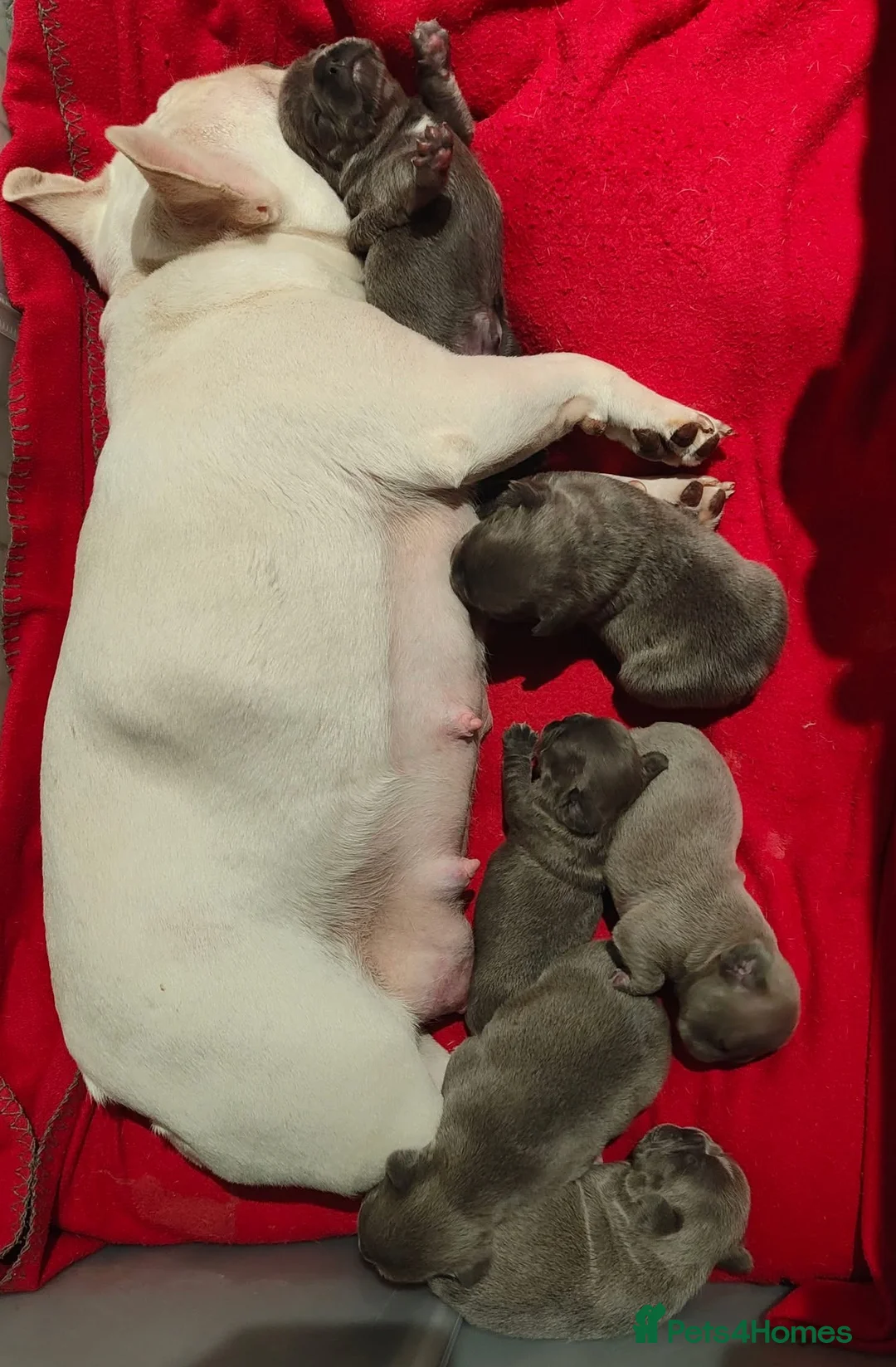 French Bulldog dogs for sale: Gorgeous KC Reg Blue and Lilac Frenchies Babies - Advert 7
