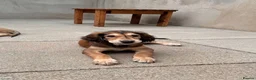 Saluki dogs for sale: Male  Saluki puppy 10 weeks old  - Advert 11