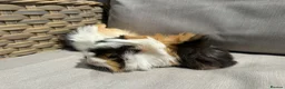 Guinea Pig rodents for sale: 2 very handsome male guinea pigs. - Advert 7