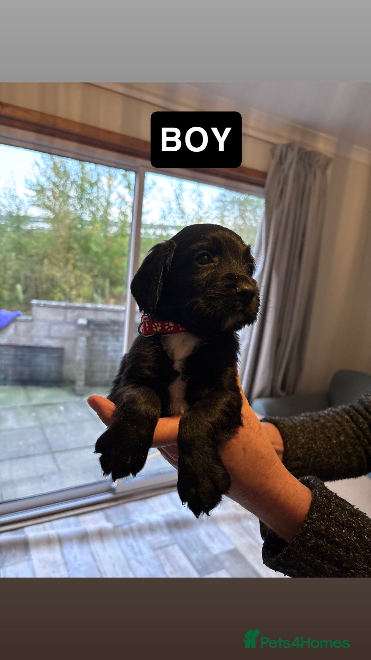 Sprocker dogs Sprocker Puppies For Sale - Advert 2