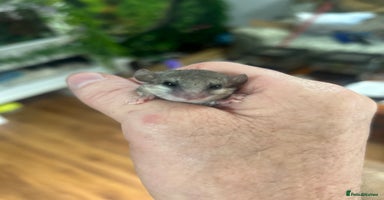 Mouse rodents - Advert 5