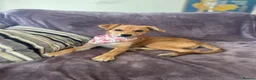 Mixed Breed dogs for adoption: Tranquil Trudie - Advert 11