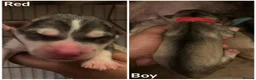 Alaskan Malamute dogs for sale: Beautiful Alaskan Malamutes Puppies For Sale - Advert 8