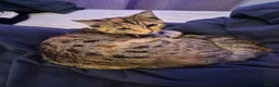 Mixed Breed cats for sale: 2 female cats - Advert 4
