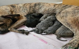 Mixed Breed dogs for sale: 8 Puppies - 3/4 blue staff 1/4 whipit  in Cradley Heath - Image 2