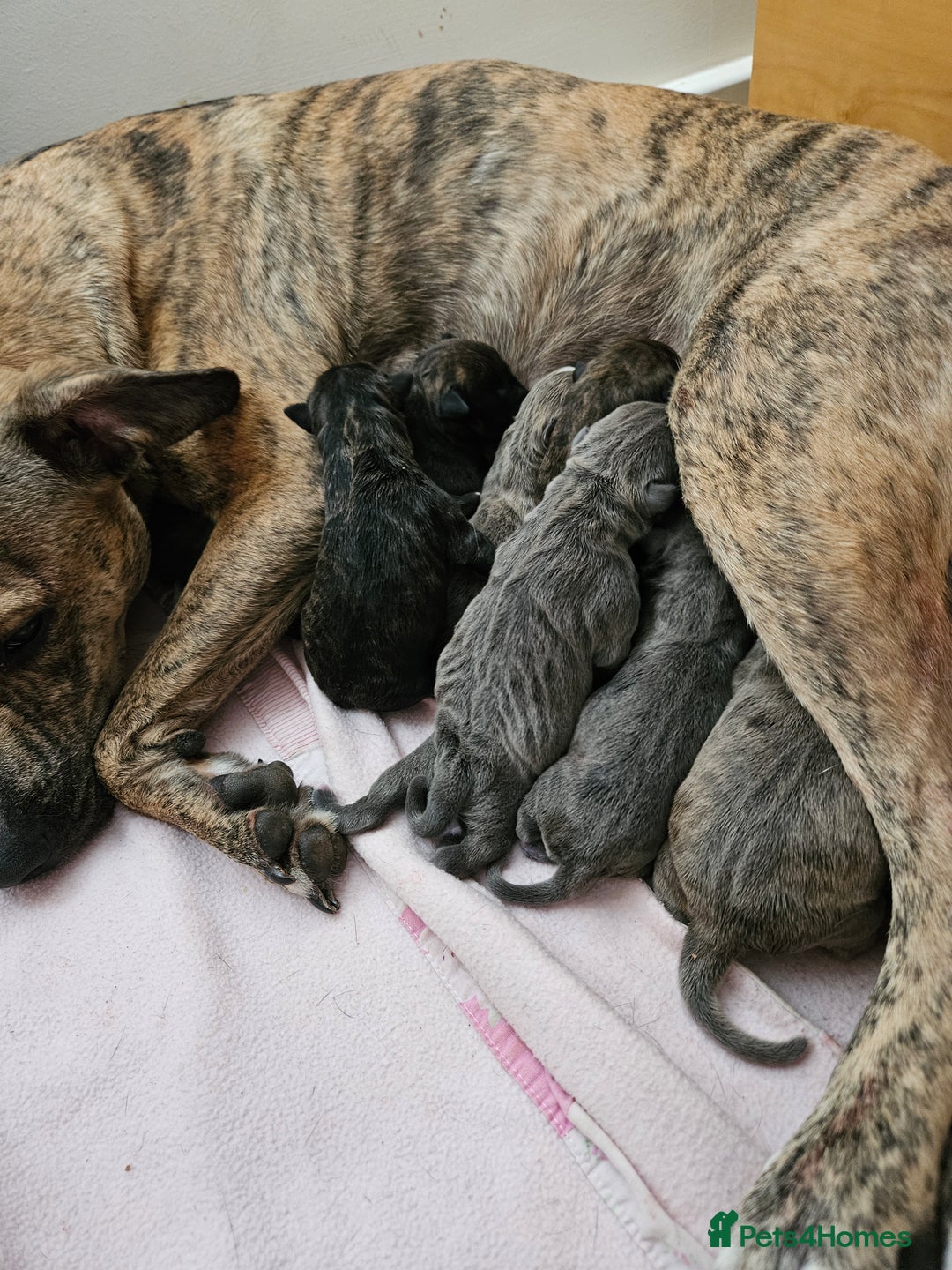 Mixed Breed dogs for sale: 8 Puppies - 3/4 blue staff 1/4 whipit  in Cradley Heath - Image 2