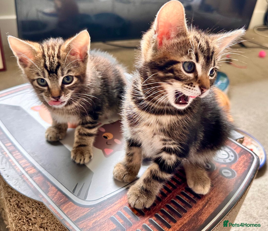Mixed Breed cats for sale: Lovely bengal mix kittens: tabby, ginger, black - Image 11