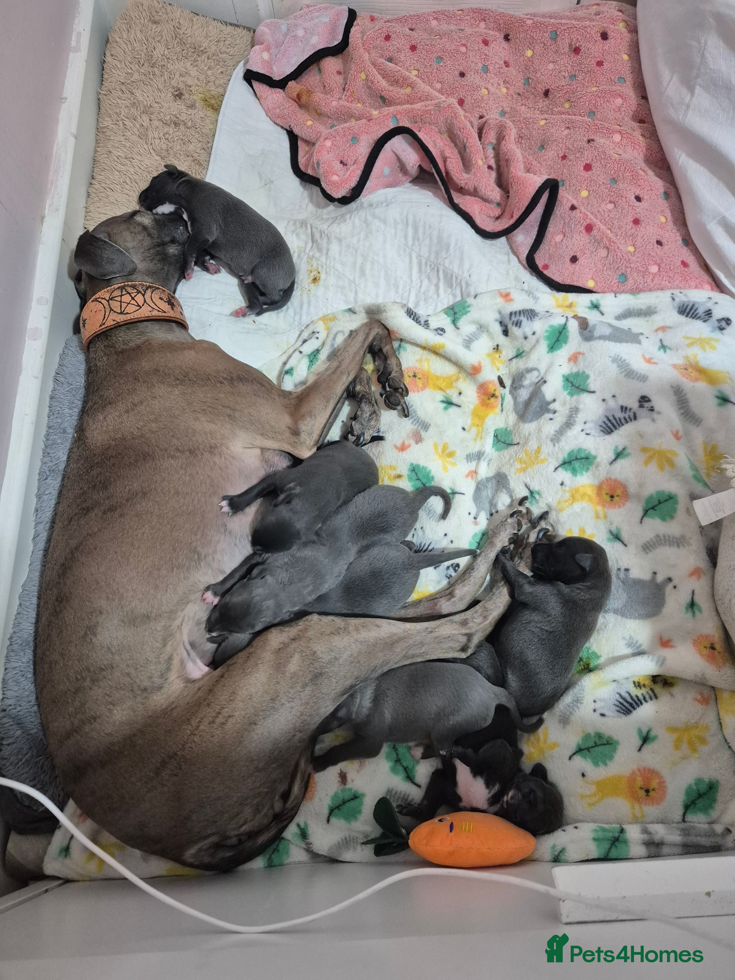 Whippet dogs 🐾 Stunning Blue Whippet Puppies - just £800!🐾 - Advert 1
