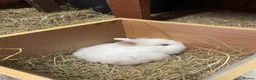 Lionhead rabbits for sale: Beautiful Lionhead Bunnies  - Advert 10
