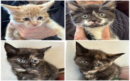 Mixed Breed cats for sale: 4 Beautiful Kittens - Maine Coon Mix - Image 1