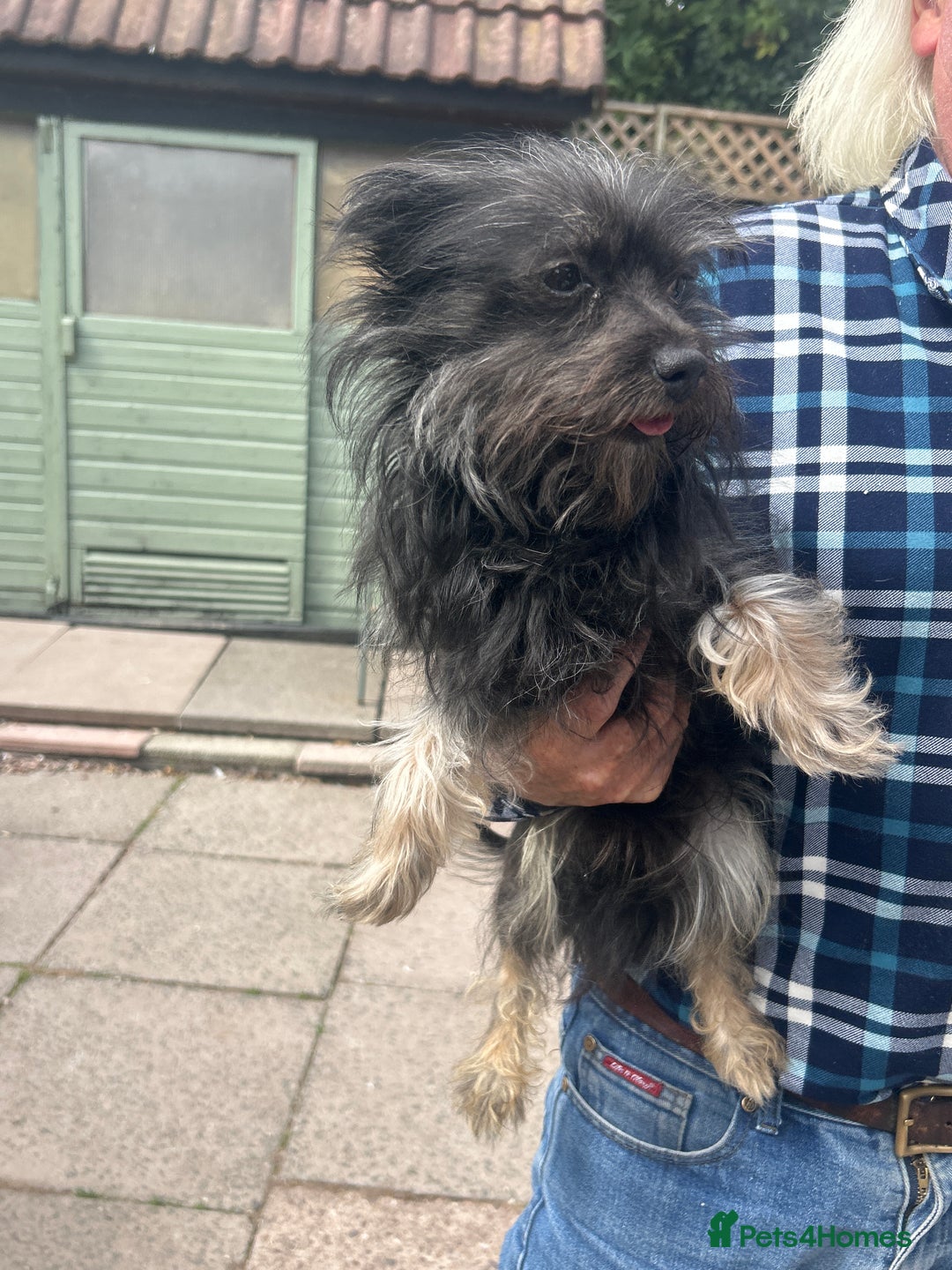 Chorkie dogs for sale: Buttons Yorkshire terrier x Chihuahua - Image 2