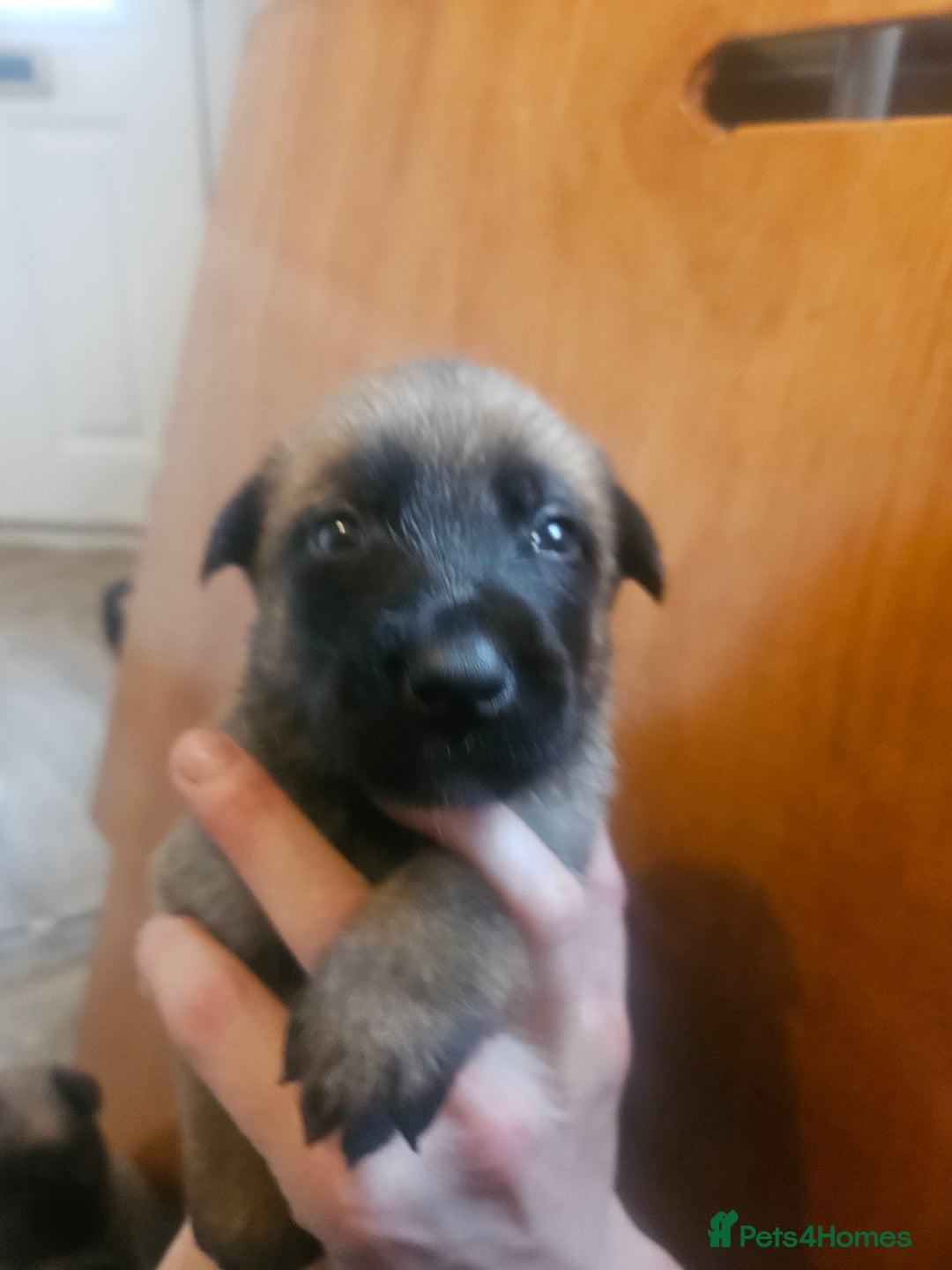 Belgian Shepherd Dog dogs for sale: Belgium Malinos shepard puppys - Image 9