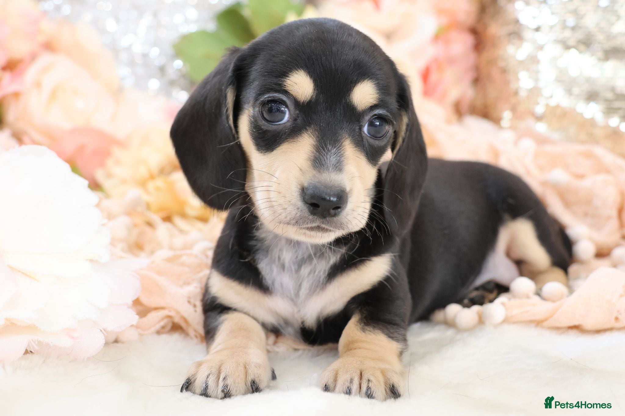 Miniature Dachshund dogs KC Miniature Dachshund Puppies - Advert 17