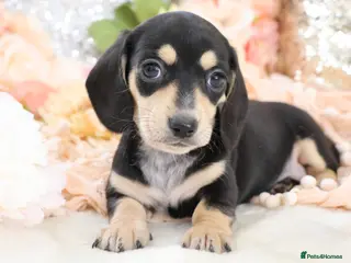 Miniature Dachshund dogs KC Miniature Dachshund Puppies - Advert 17