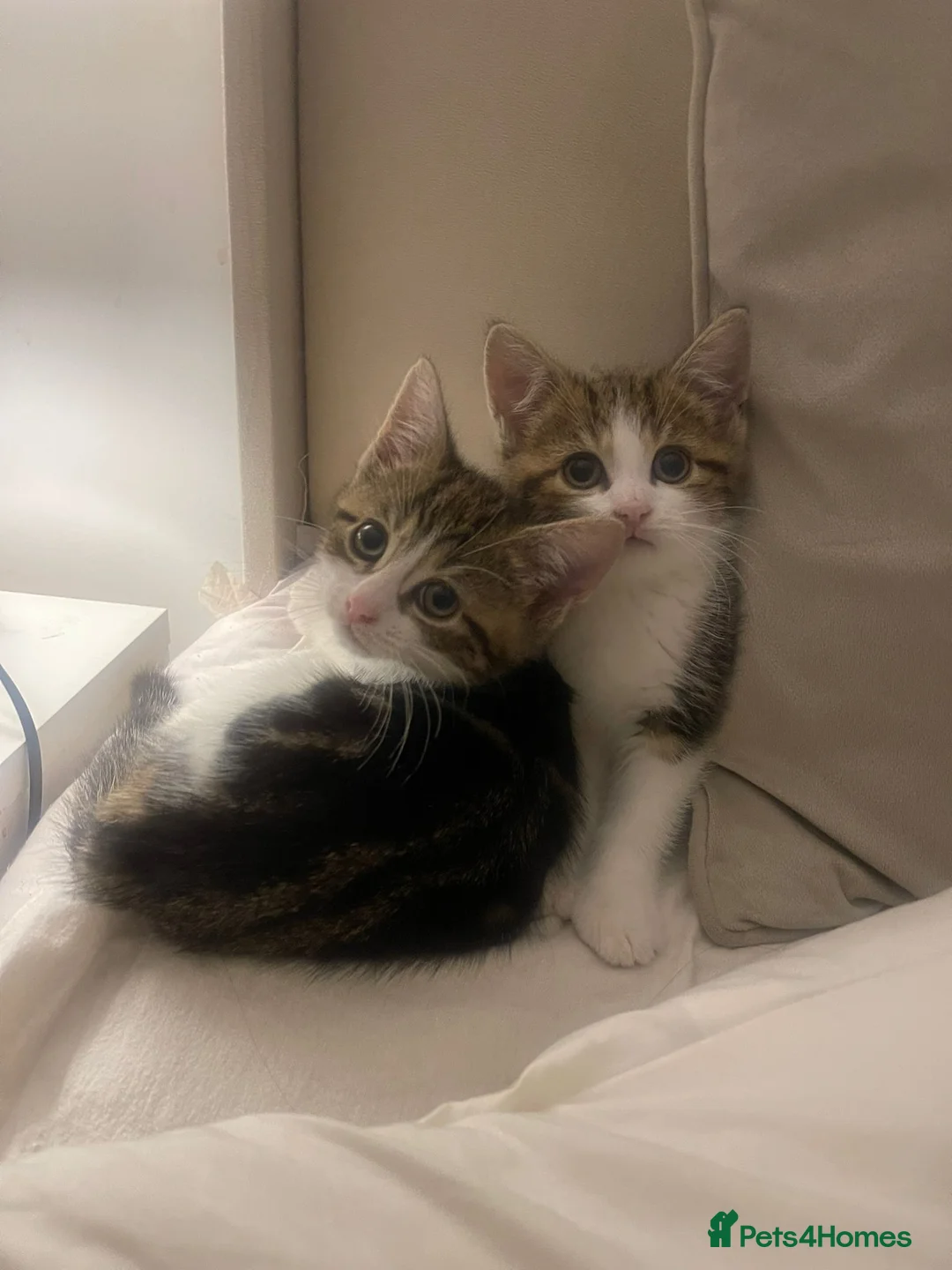 Mixed Breed cats for sale: Lovely playful kittens for new homes  in Liverpool - Advert 2