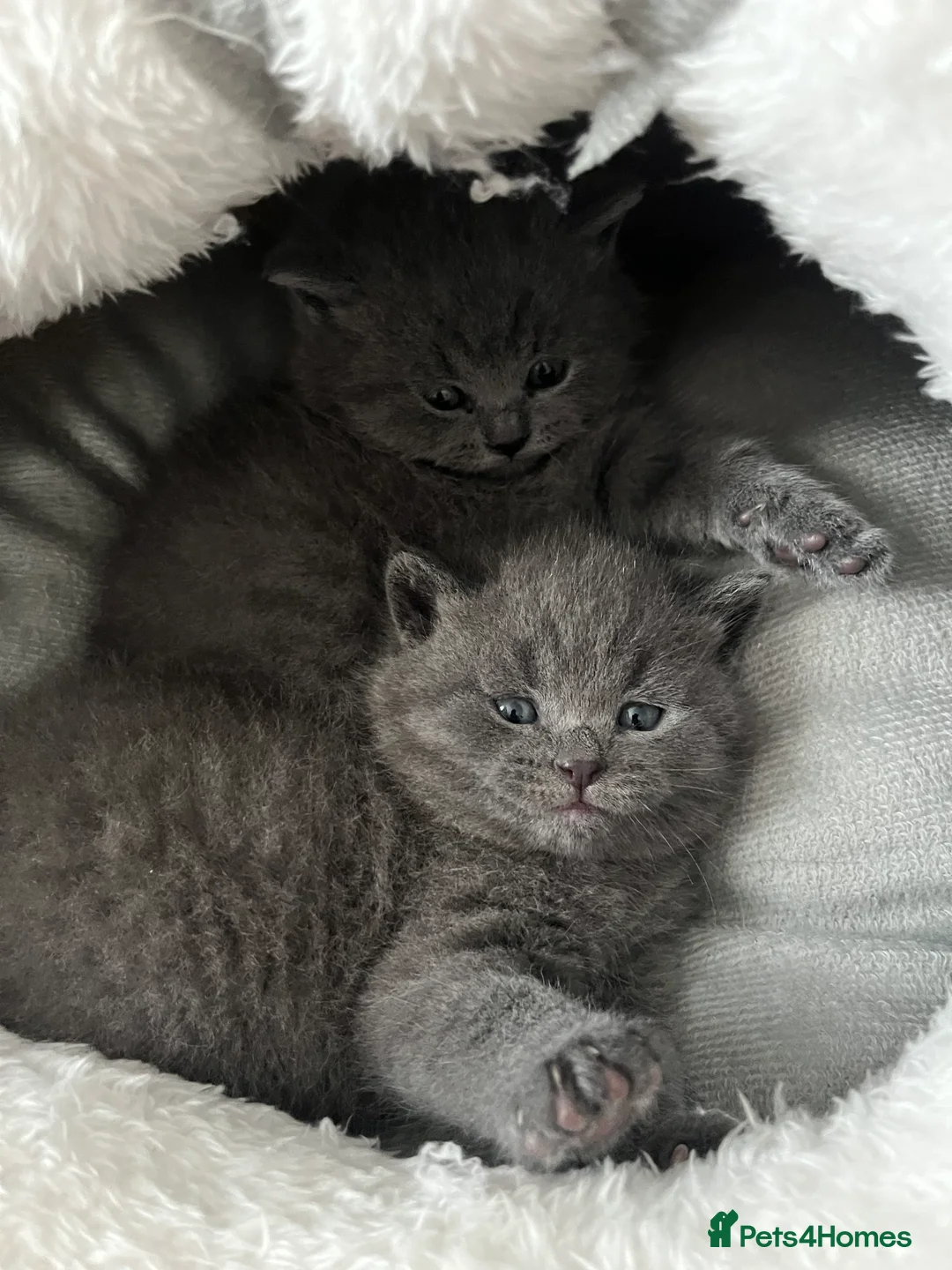 British Shorthair cats for sale: British Shorthair Kittens Available - Advert 11