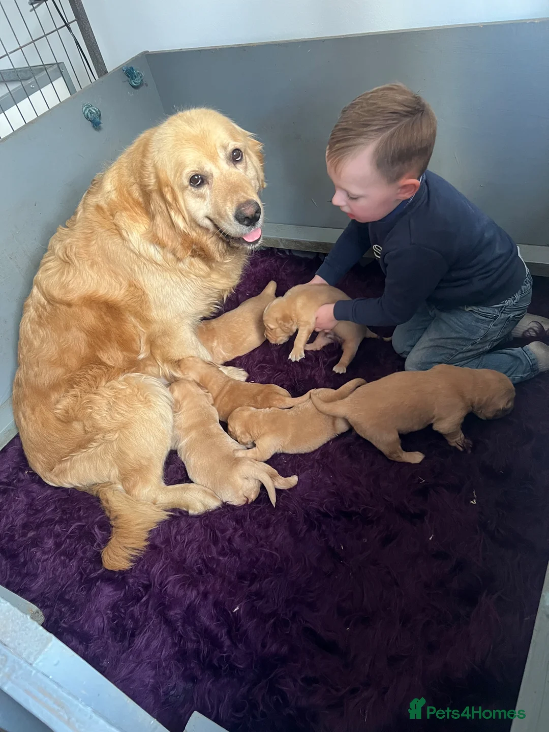 Golden Retriever dogs for sale: Stunning Golden Retriever pups - Advert 2
