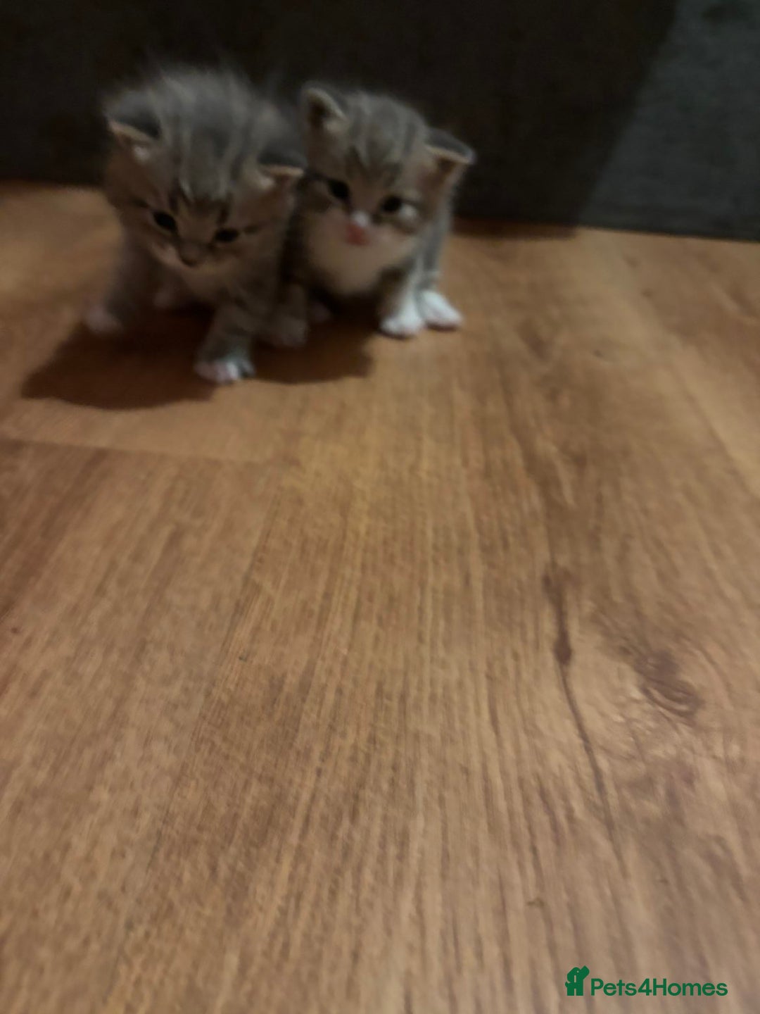Mixed Breed cats for sale: 2 Grey (blue) and one darker tabby kittens  - Advert 14