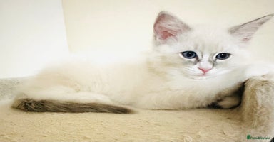 Ragdoll cats - Advert 6