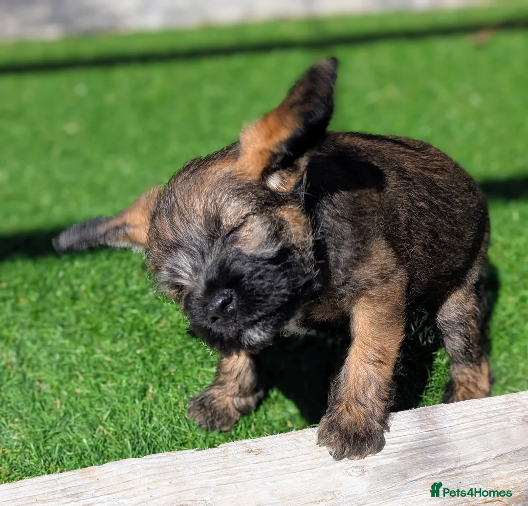 Border Terrier dogs for sale: Champion Bloodline KC Reg Border Terrier Pups  - Advert 1