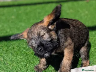 Border Terrier dogs Champion Bloodline KC Reg Border Terrier Pups - Advert 18