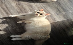 Ragdoll cats for sale: Ragdoll queen for sale - Image 3
