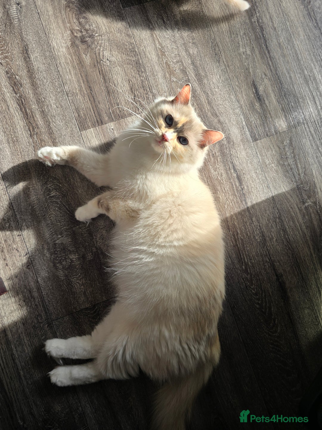 Ragdoll cats for sale: Ragdoll queen for sale - Image 3