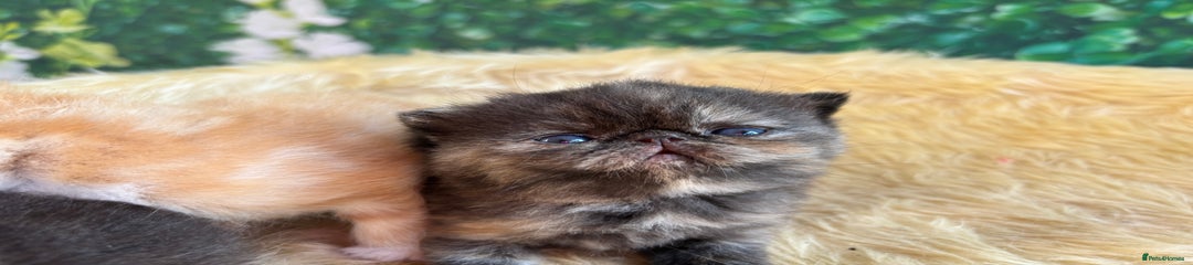 Exotic Kitten 3
