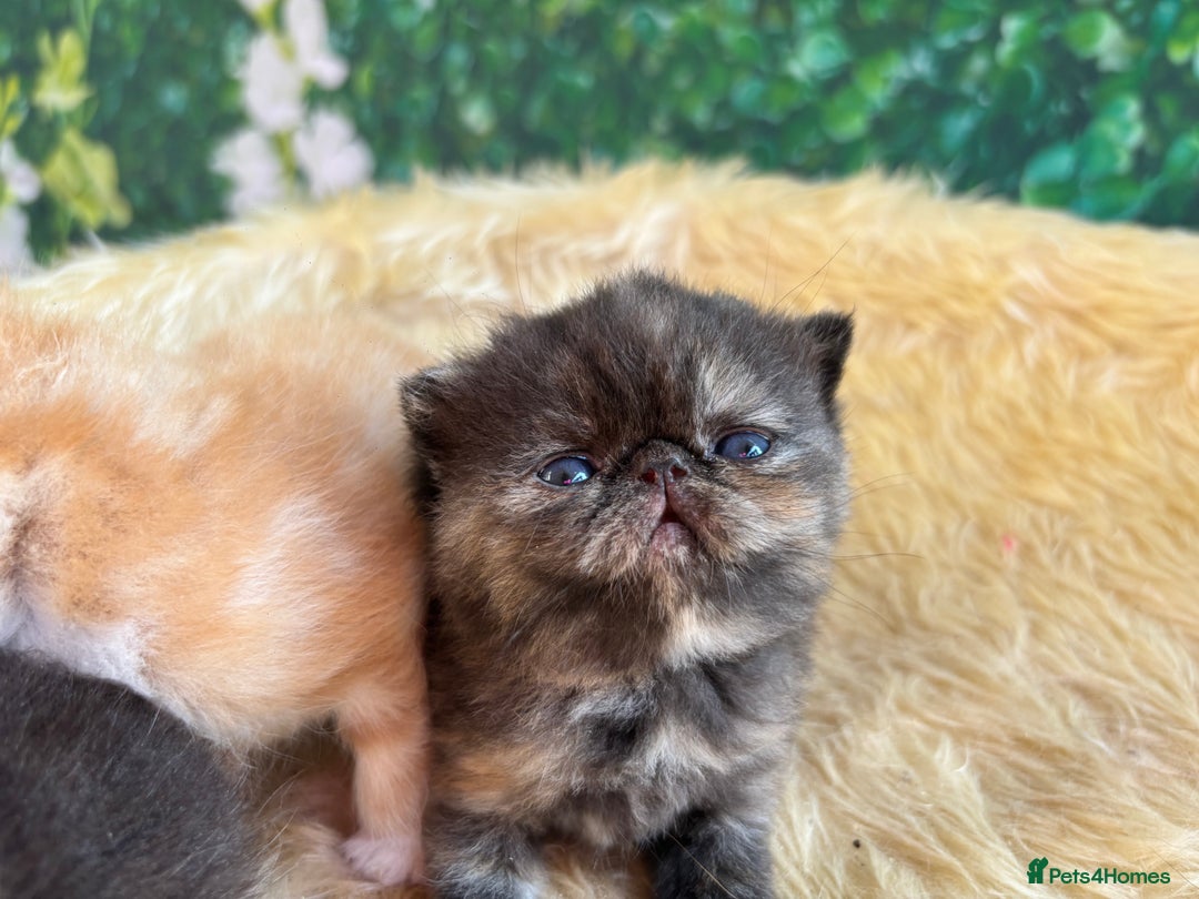 Exotic cats for sale: ⭐️ Exotic kittens 1 male 2 female ⭐️ - Image 13