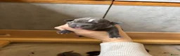 Staffordshire Bull Terrier dogs for sale: Beautiful blue Staffordshire bull terrier puppies - Advert 1