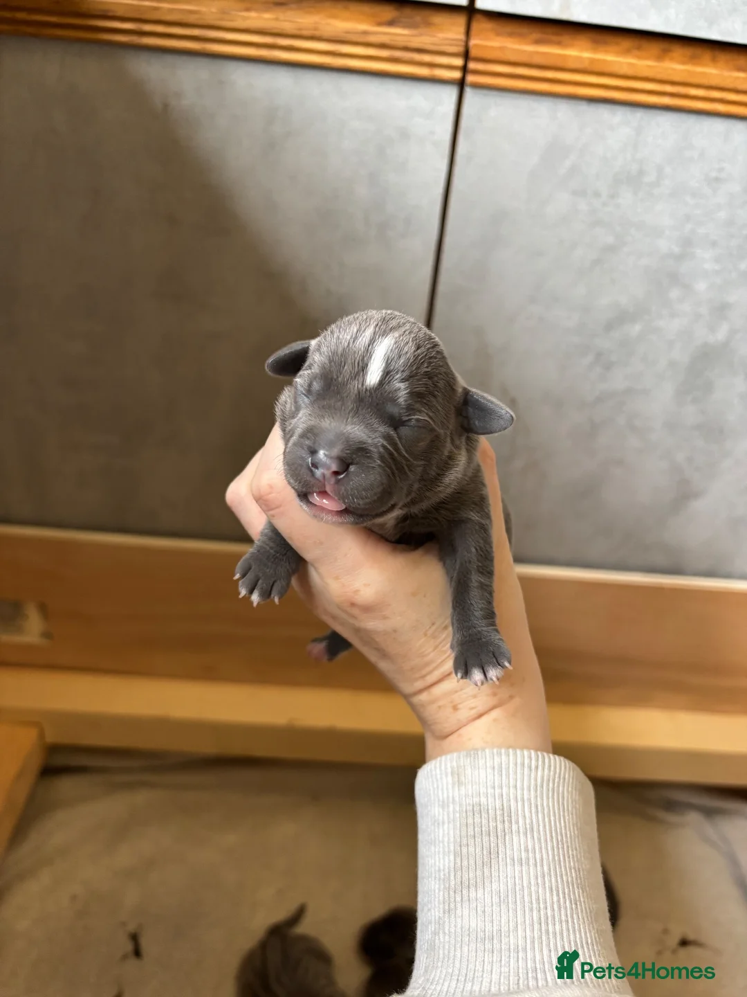 Staffordshire Bull Terrier dogs for sale: Beautiful blue Staffordshire bull terrier puppies - Advert 1