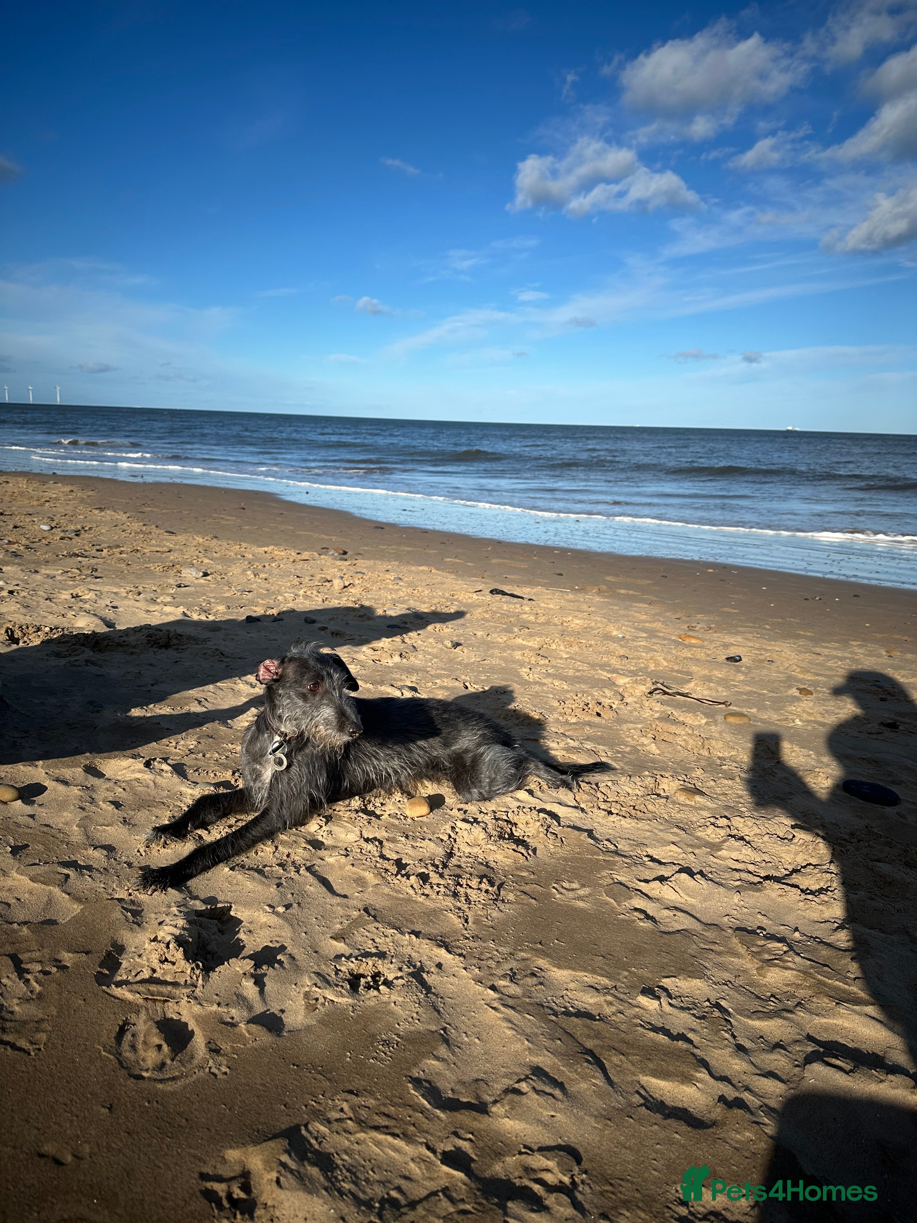 Mixed Breed dogs Bedlington whippet puppies - Advert 2