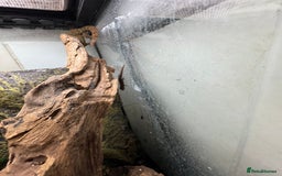 Gecko reptiles for sale: Full mourning gecko enclosure  - Image 5