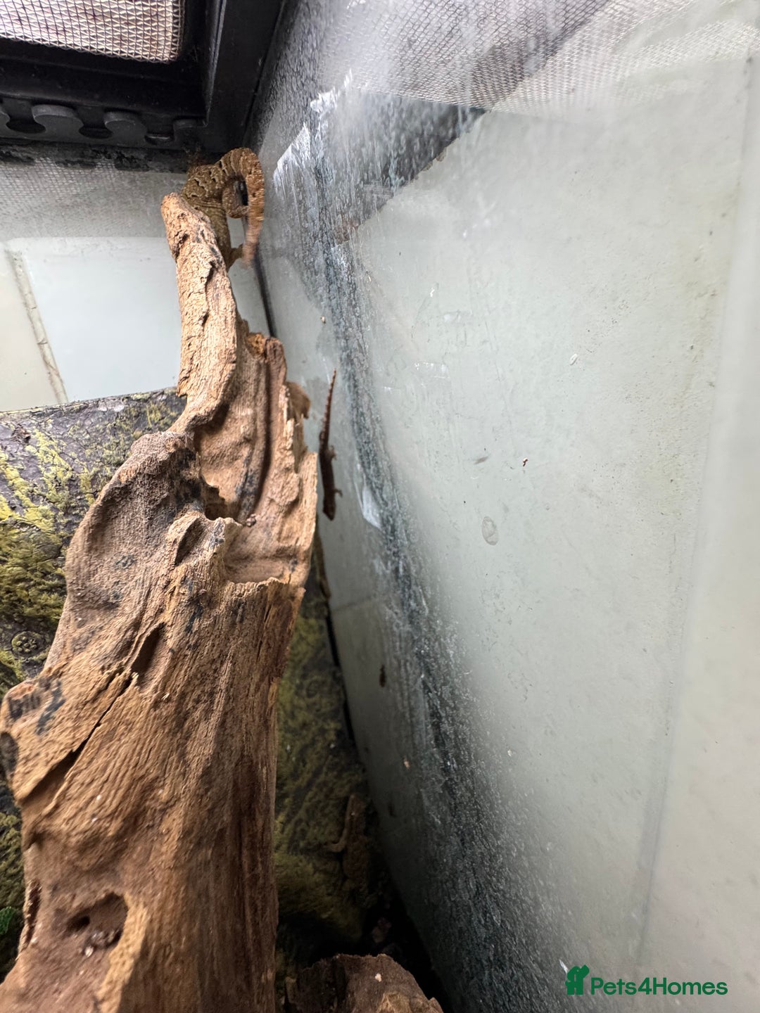 Gecko reptiles for sale: Full mourning gecko enclosure  - Image 5