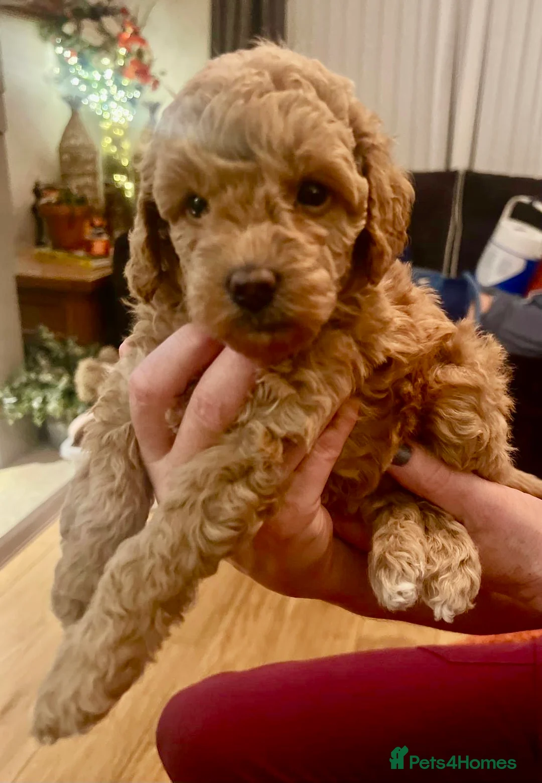 Toy Poodle dogs for sale: KC registered Toy Poodle puppies  - Advert 8