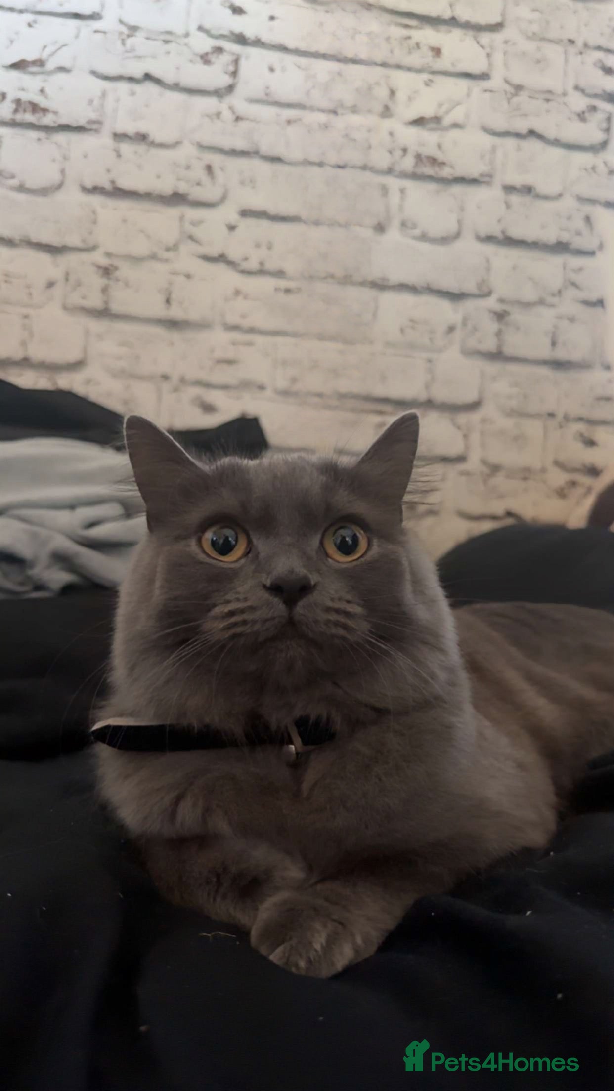 British Longhair cats British longhair  - Advert 18