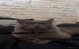 British Longhair cats for sale: British longhair  - Advert 1