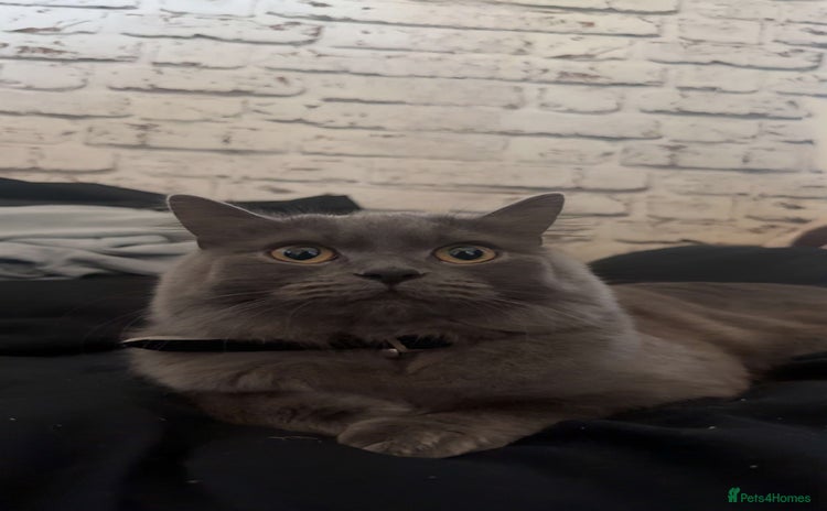 British Longhair cats British longhair  - Advert 3