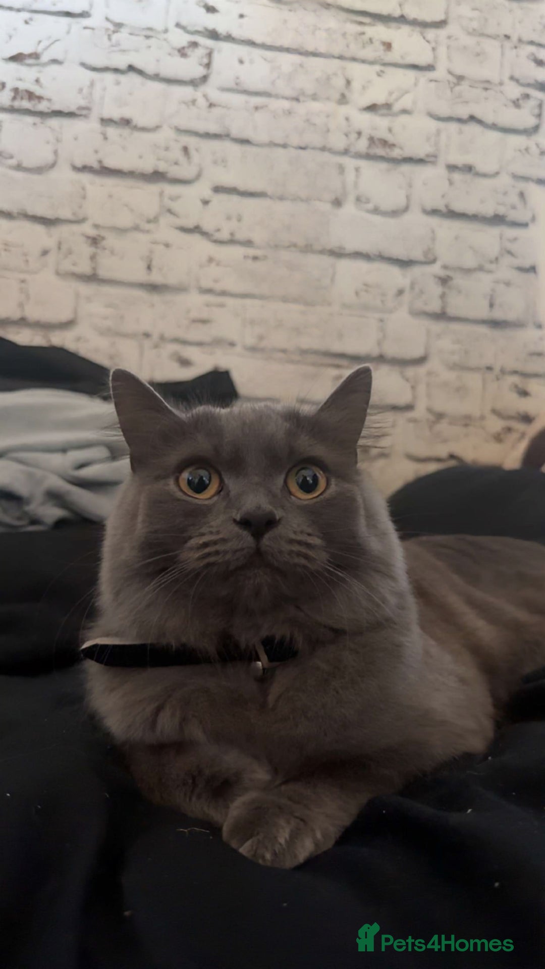 British Longhair cats for sale: British longhair  - Advert 1