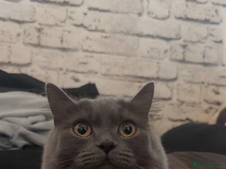 British Longhair cats British longhair - Advert 2