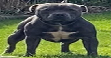 Staffordshire Bull Terrier dogs in Pontypridd - Advert 11