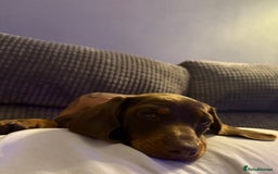 Dachshund dogs for sale: Chocolate tan male dachshund puppy - Image 11