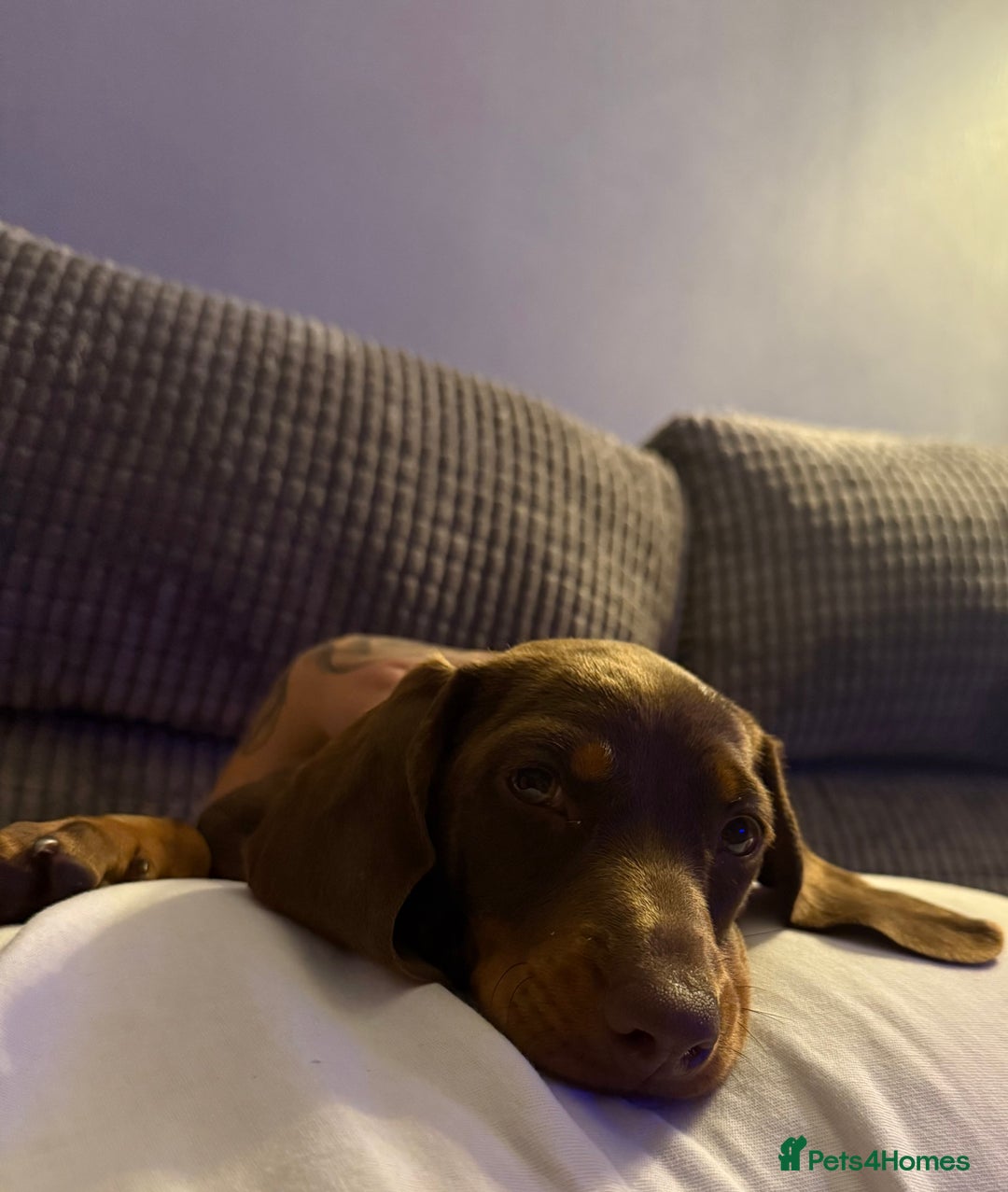 Dachshund dogs for sale: Chocolate tan male dachshund puppy - Image 11