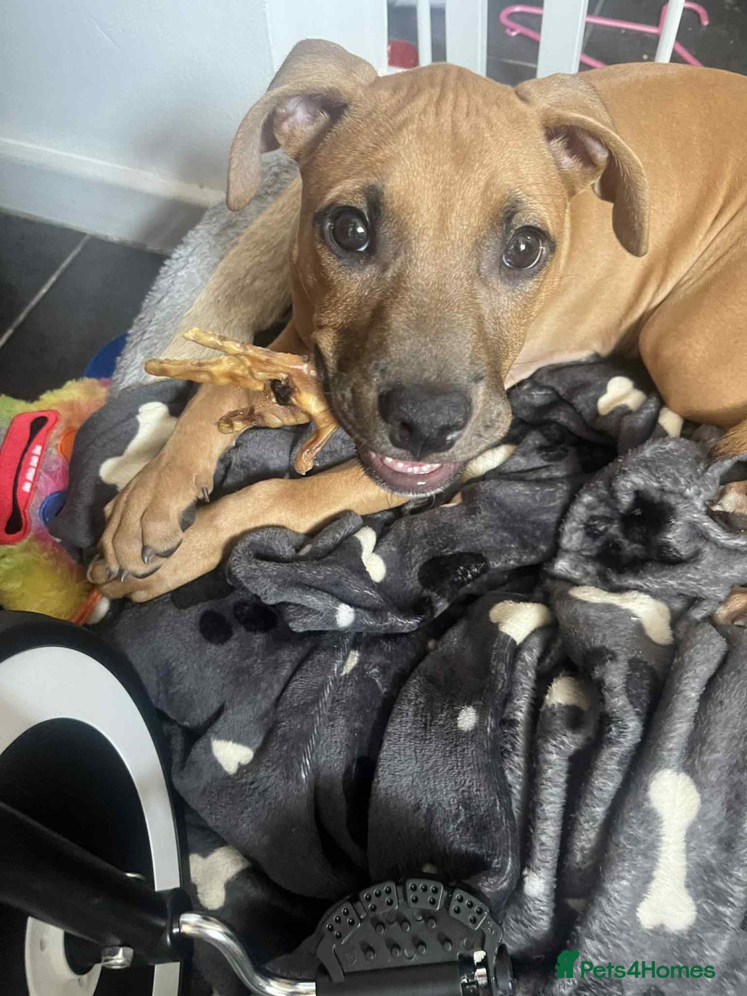 Mixed Breed dogs for sale: Mixed staffy for sale - Advert 3