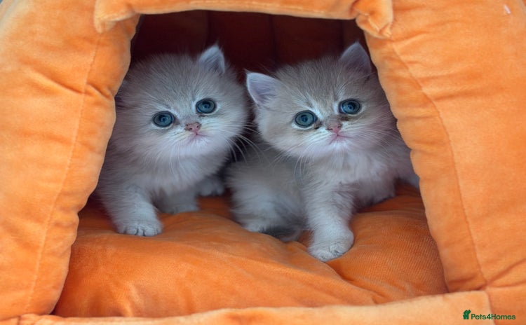 British Shorthair cats - Advert 4