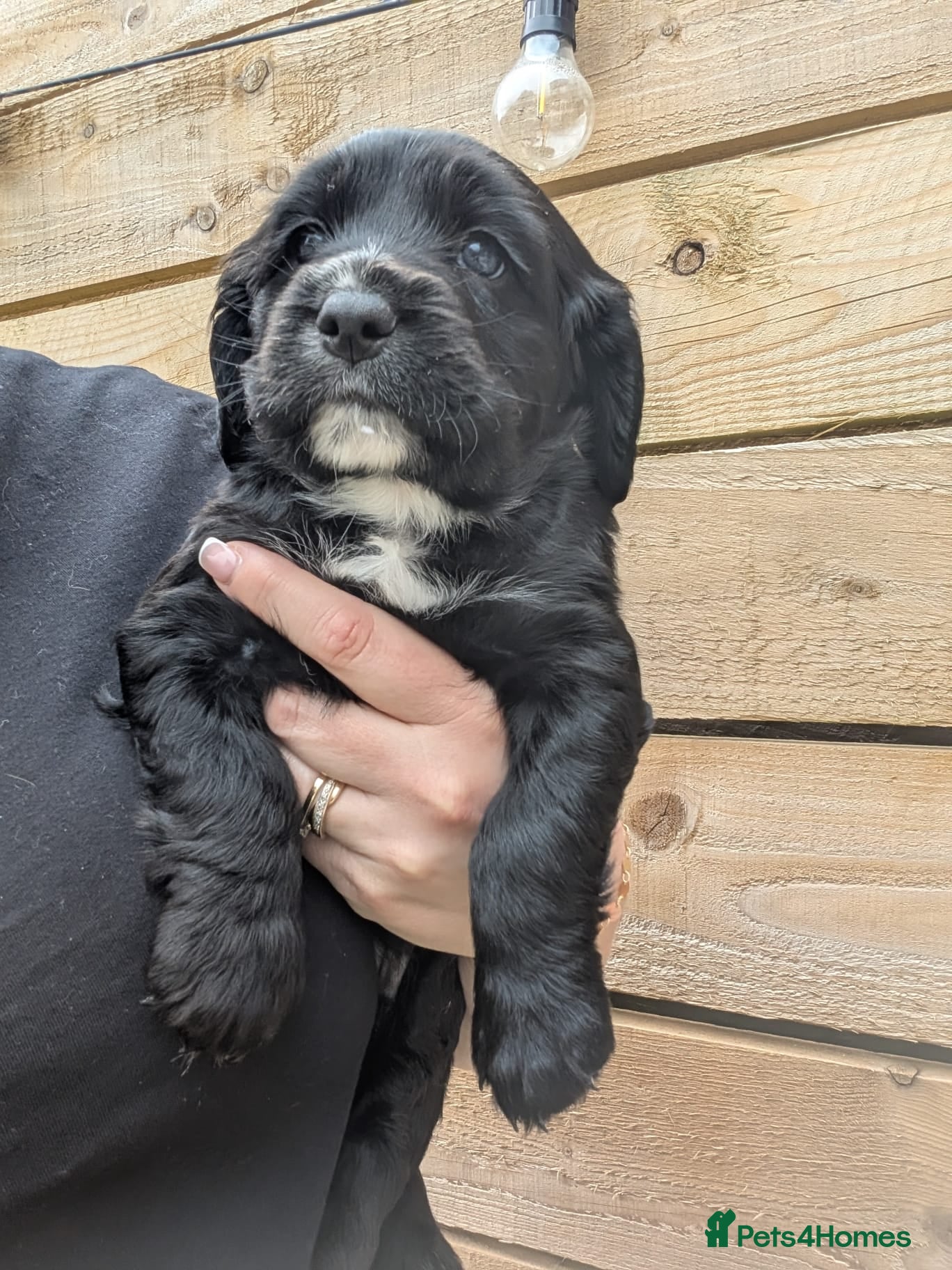 Sprocker dogs Beautiful Sprocker Puppies Seeking Forever Homes - Advert 3