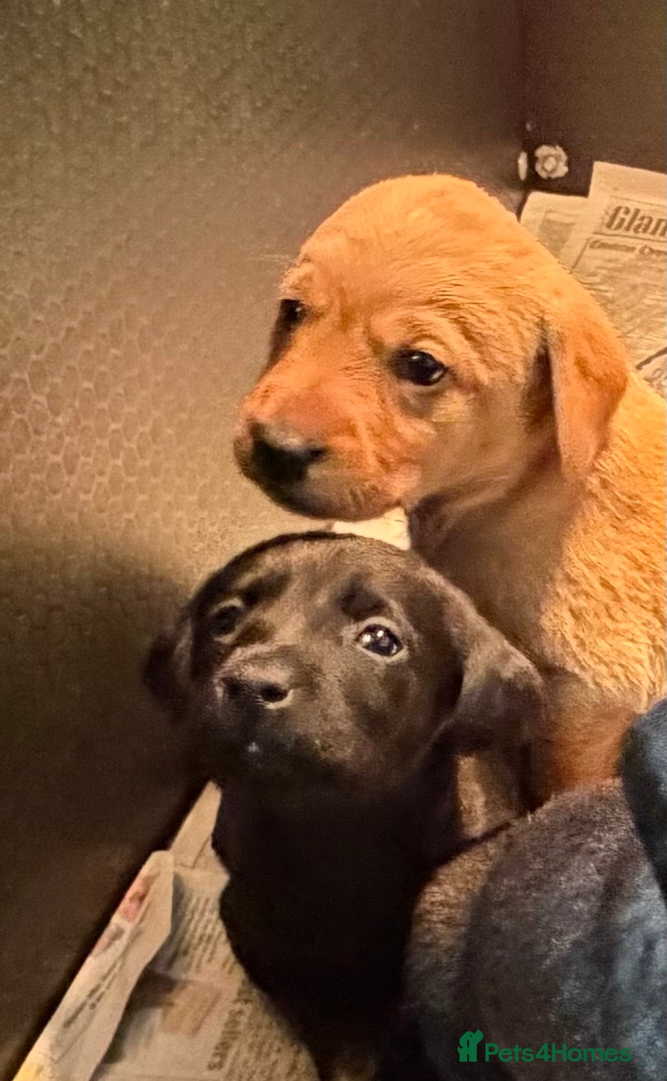 Labrador Retriever dogs  Fabulous Litter of KCr eg Labrador pups for sale - Advert 2