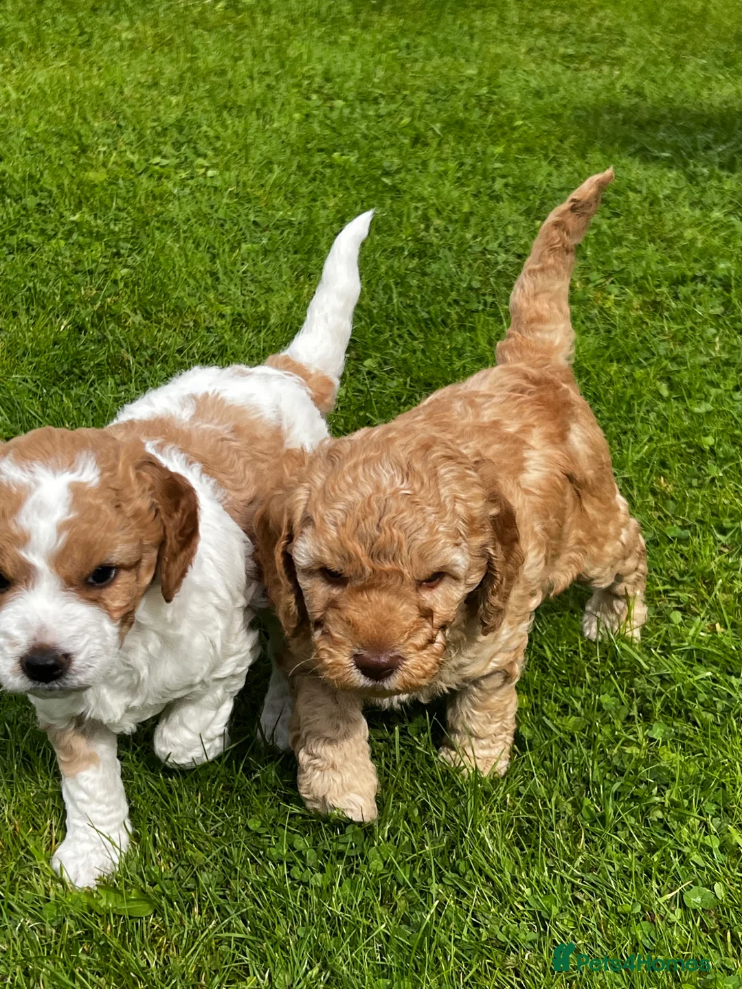 Labradoodle dogs for stud: Miniature Poodle Stud Dog DNA Tested Somerset - Advert 24