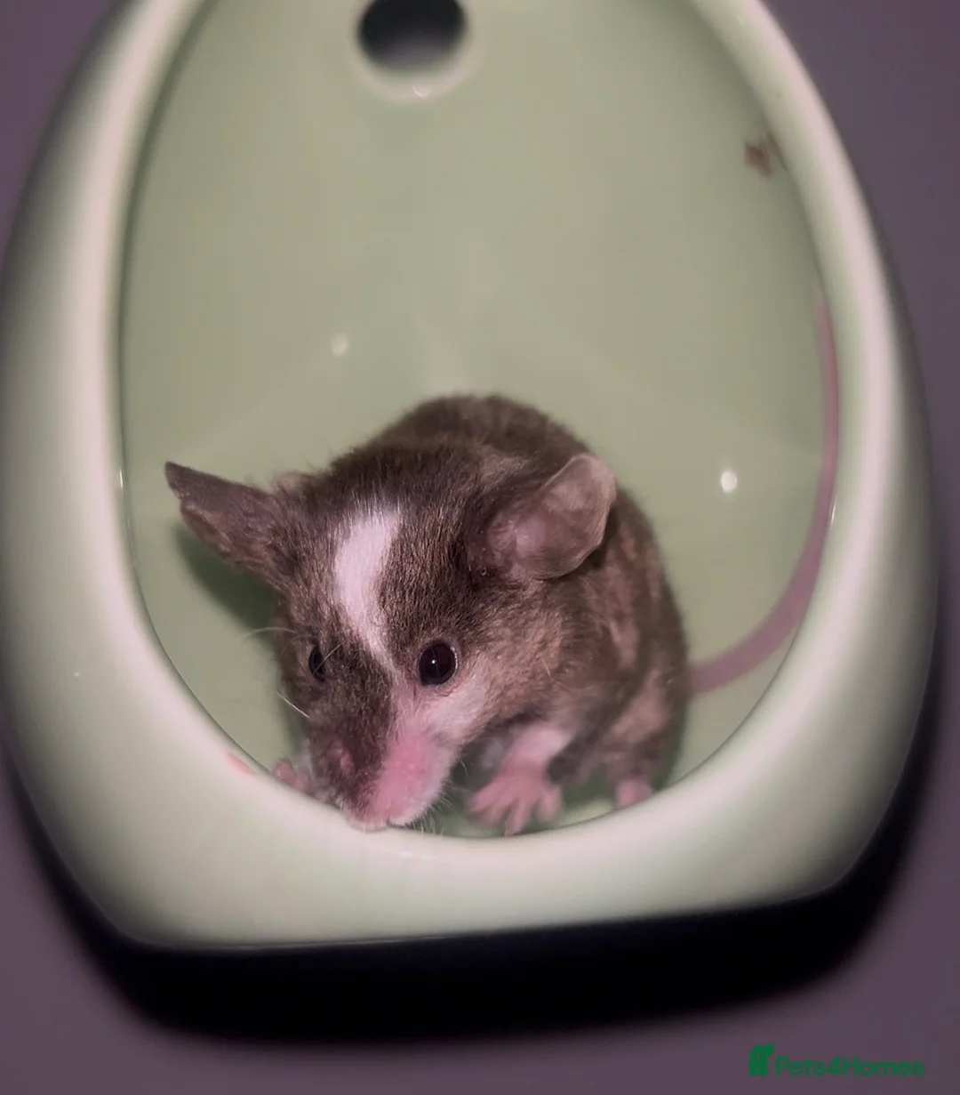 Mouse rodents for sale: Female mice ready to leave in Rochester - Advert 2