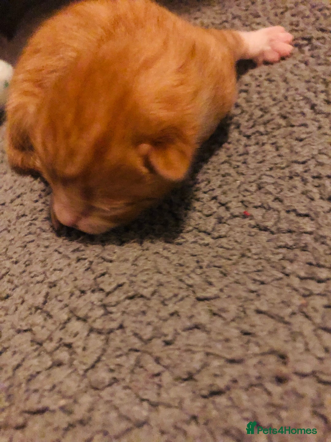 Mixed Breed cats for sale: Three lovely kitten ready in march  - Advert 3